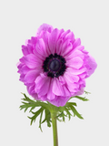 Anemone Hot Pink