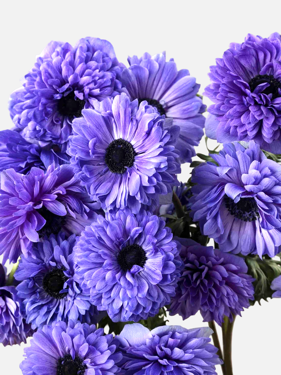 Anemone Blue