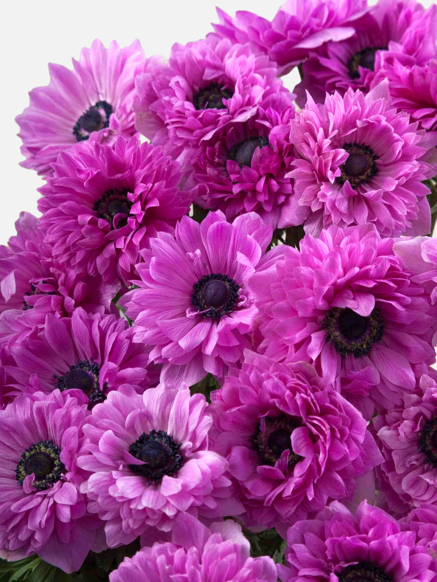 Anemone Hot Pink