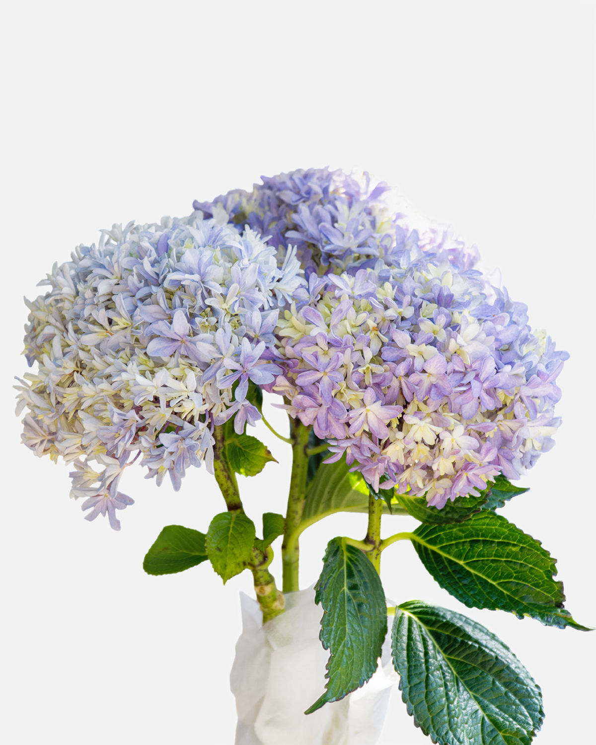 Hydrangea Japanese Lavender