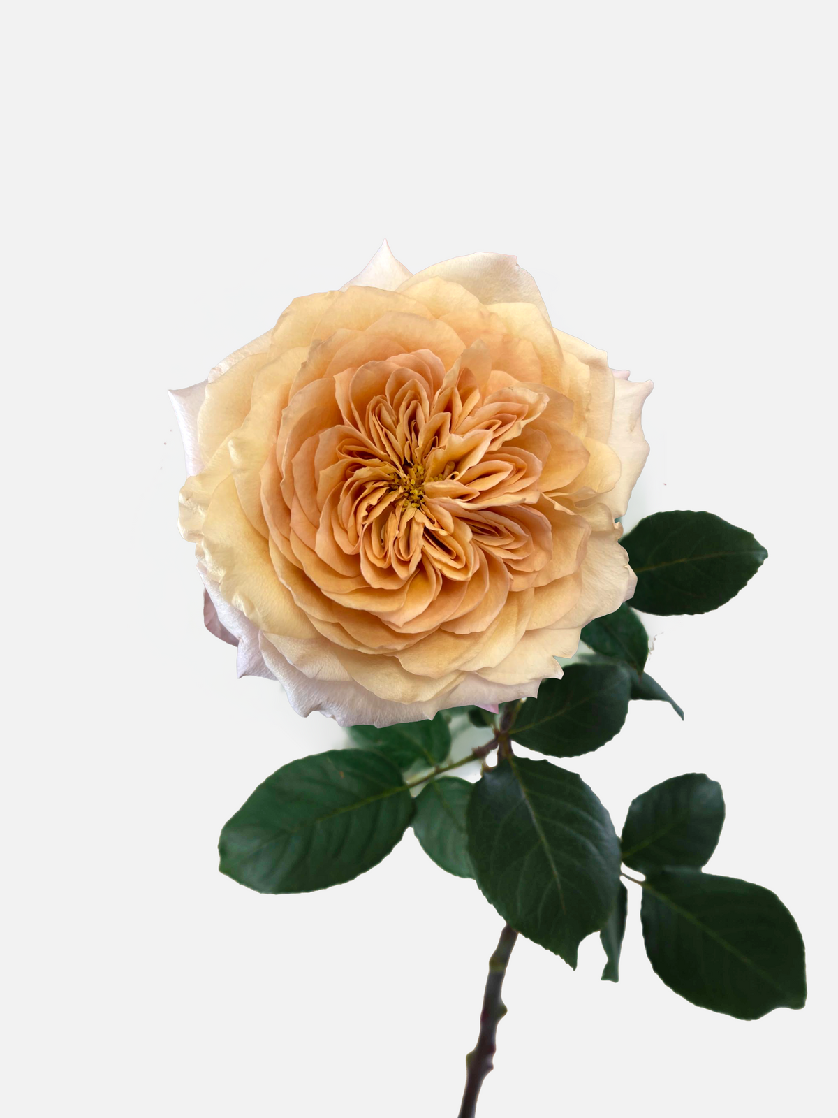 Miyabi Roses Short