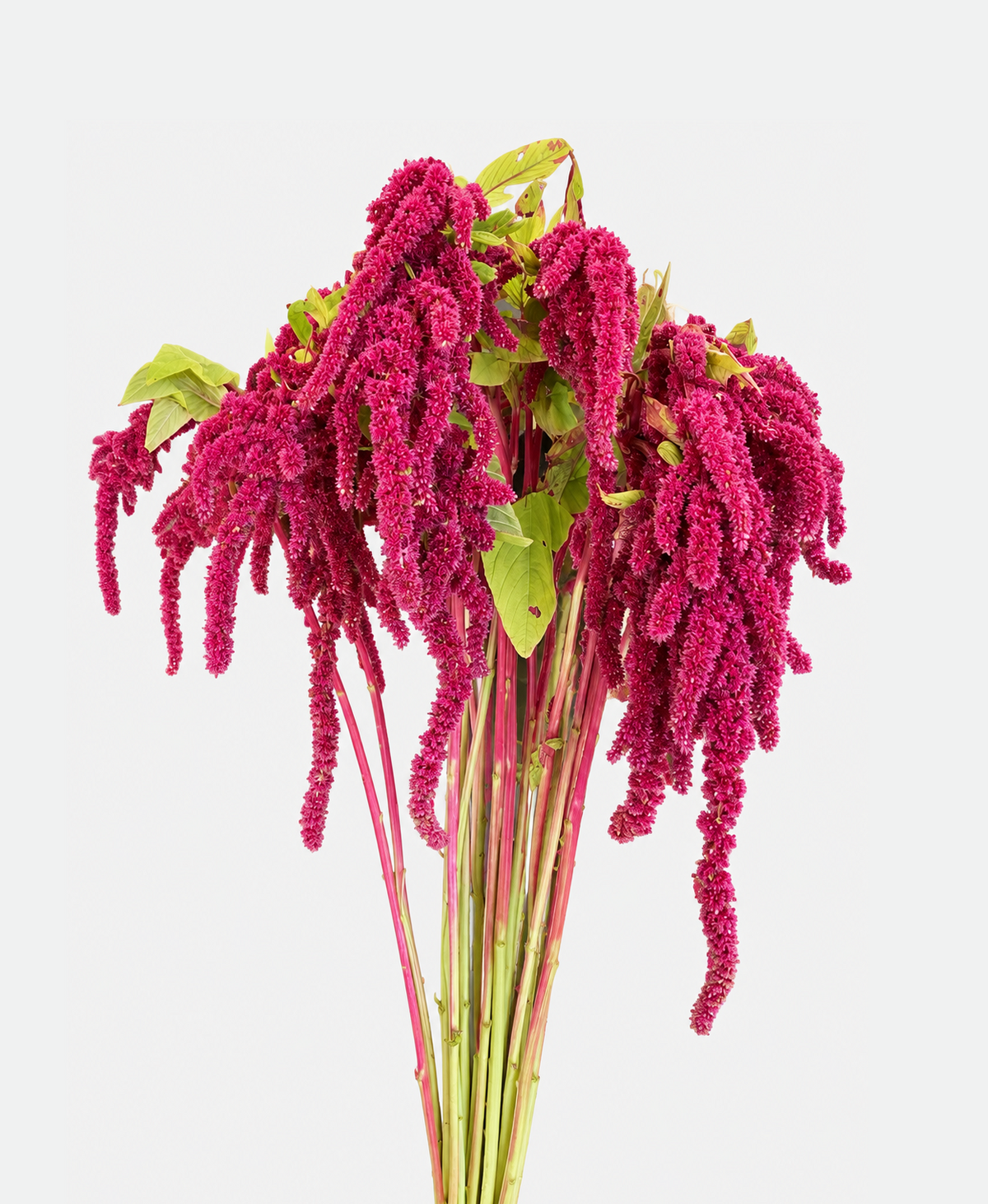 Amaranthus Burgundy