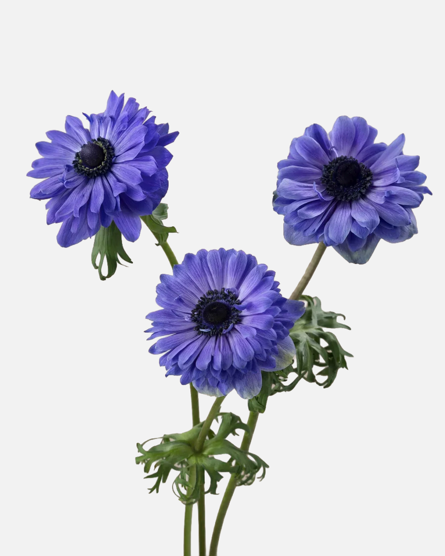 Anemone Blue