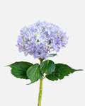 Hydrangea Japanese Lavender