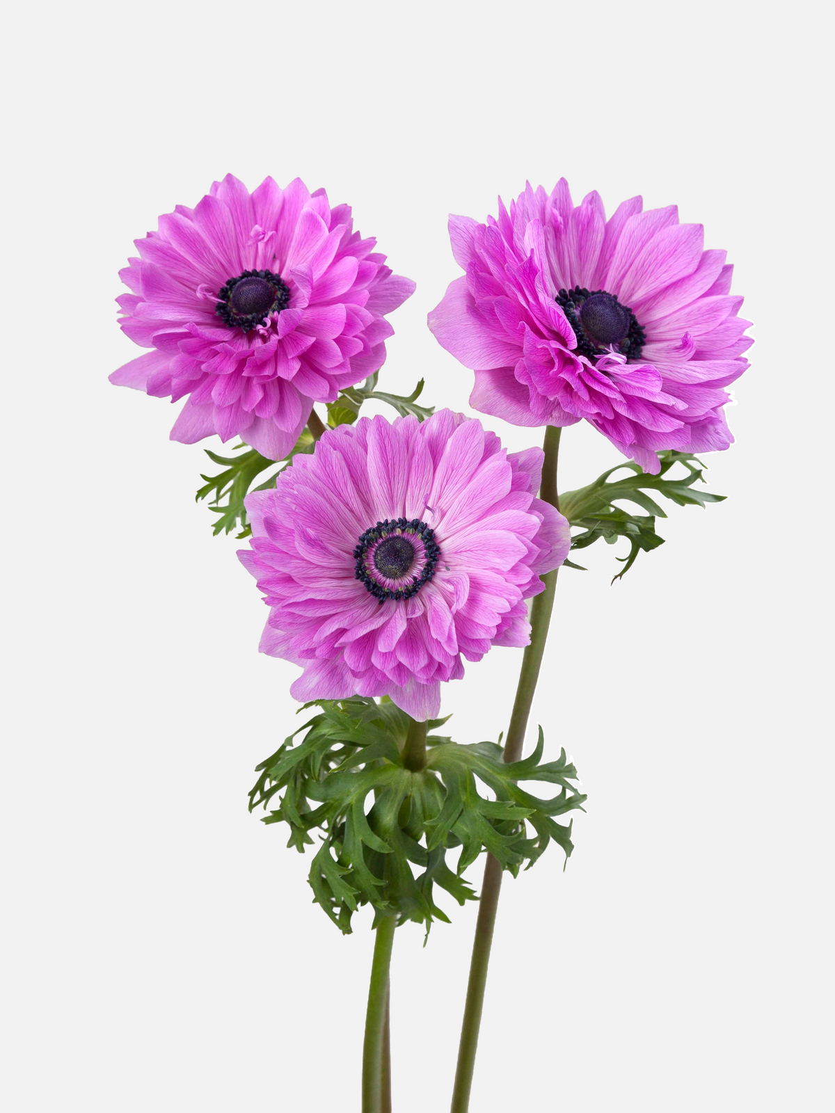 Anemone Hot Pink