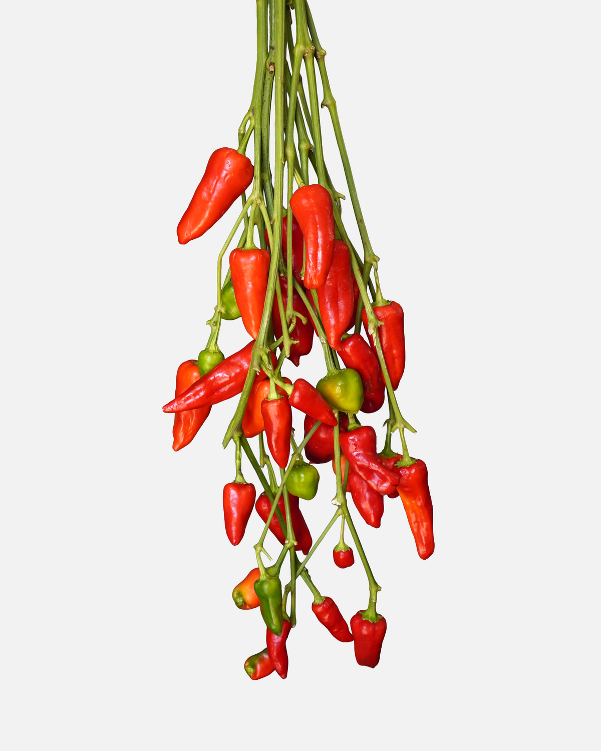 Chilli Peppers Red/Yellow