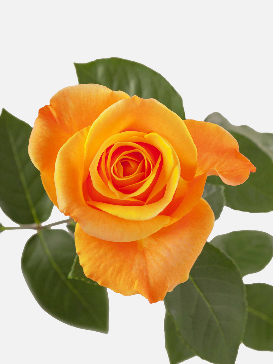 Aloha Roses Long