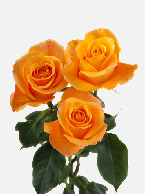 Aloha Roses Long