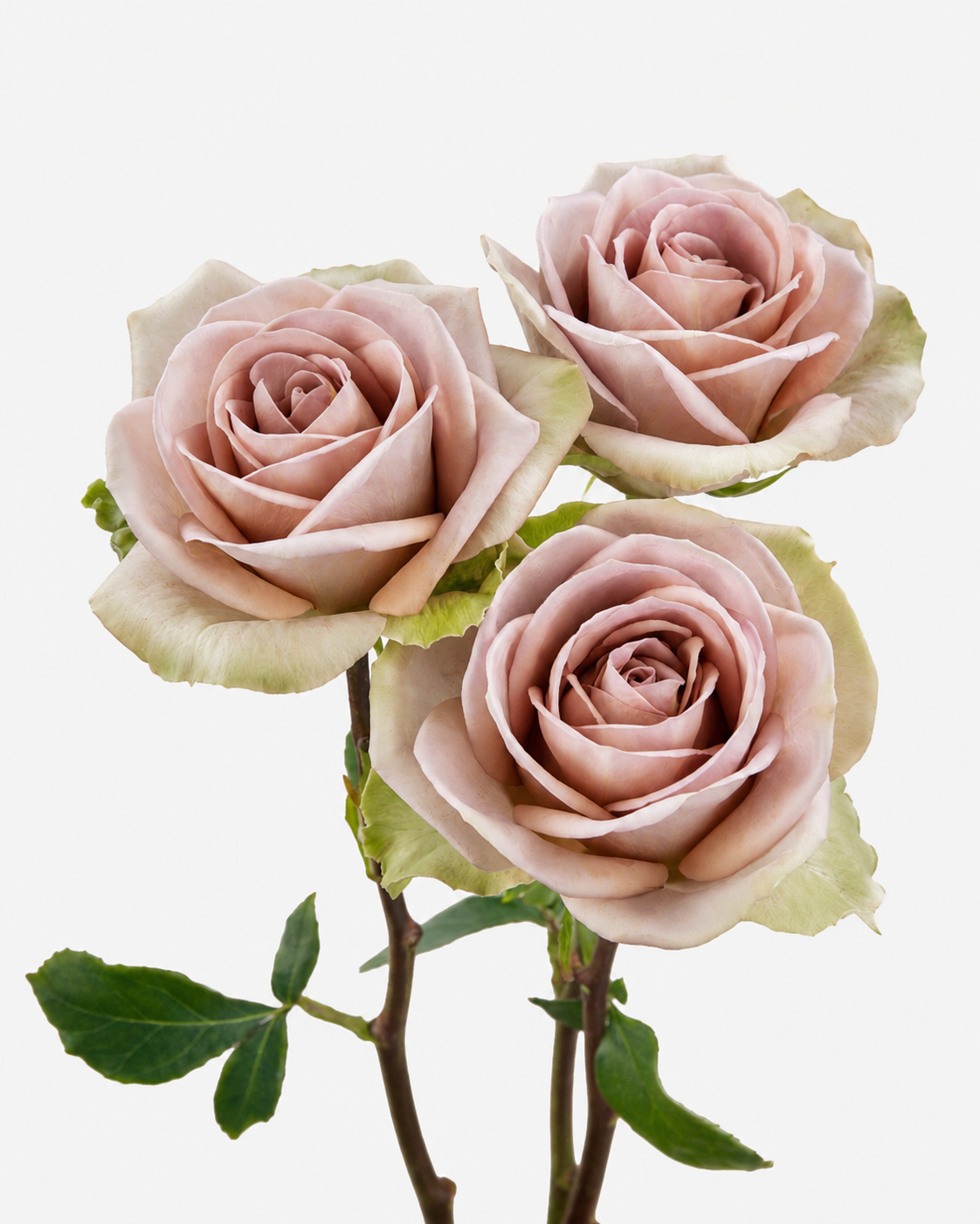 Amnesia Roses Lavanda Corto