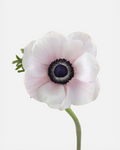 Anemone Light Pink