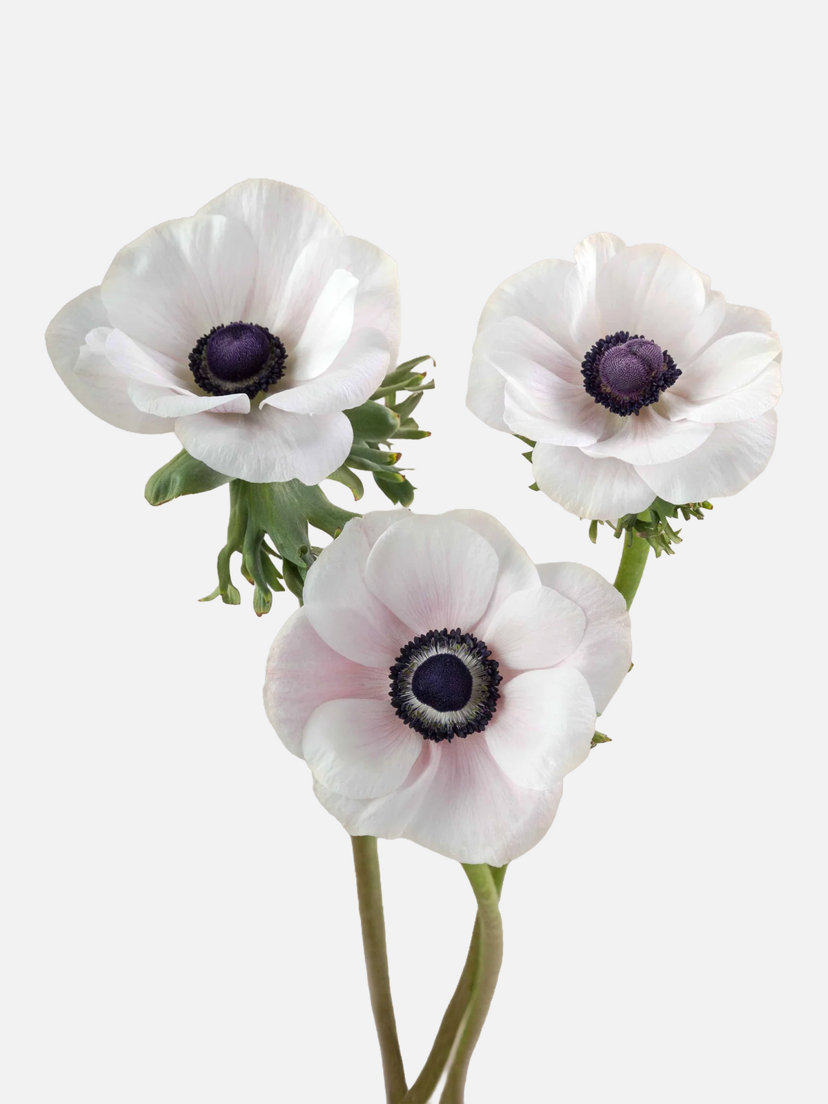 Anemone Light Pink