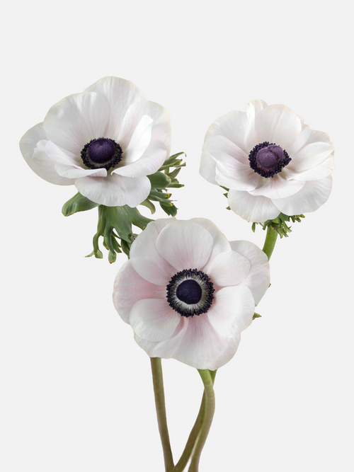 Anémona rosa claro