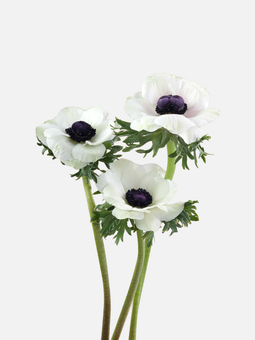 Anémona Blanca