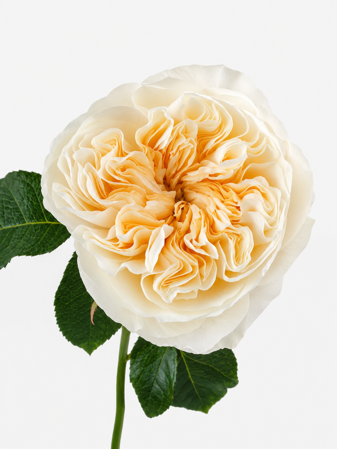 Rosas Antonia Garden Short