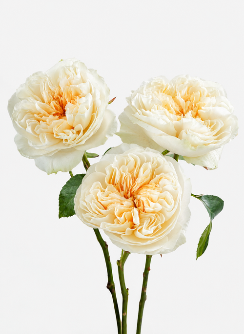 Rosas Antonia Garden Short