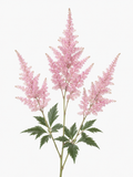 Astilbe Pink