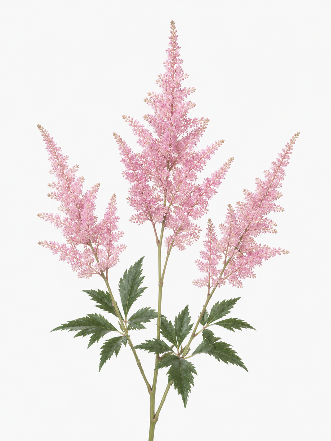 Astilbe Pink