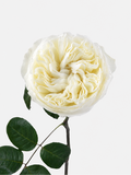 Aurora Garden Rose Long