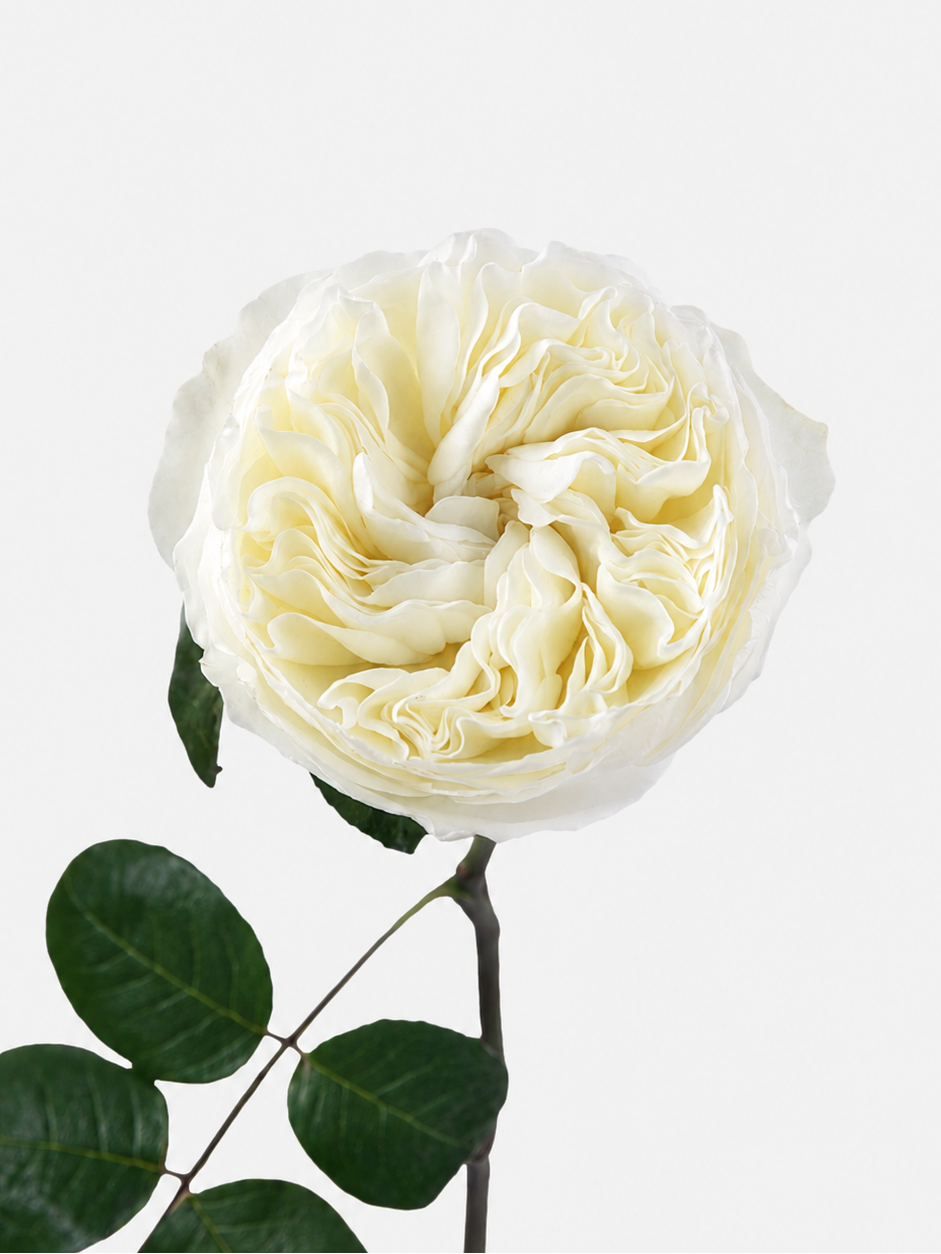 Aurora Garden Rose Long