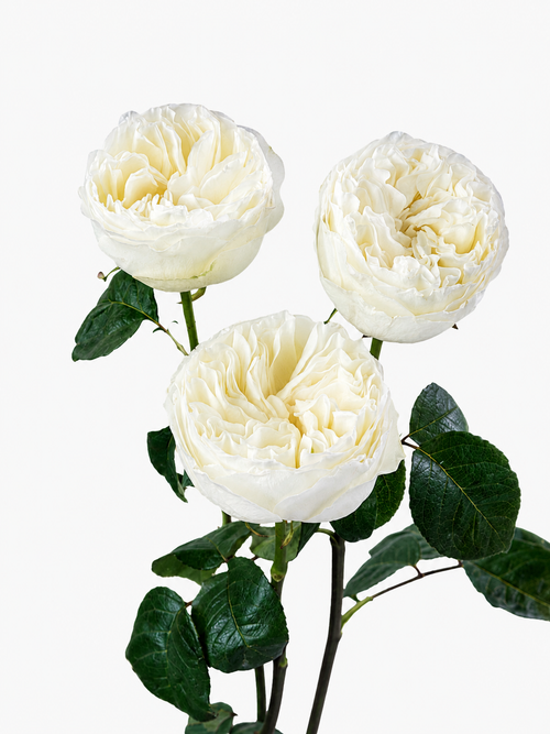 Aurora Garden Rose Larga