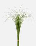 Bear Grass