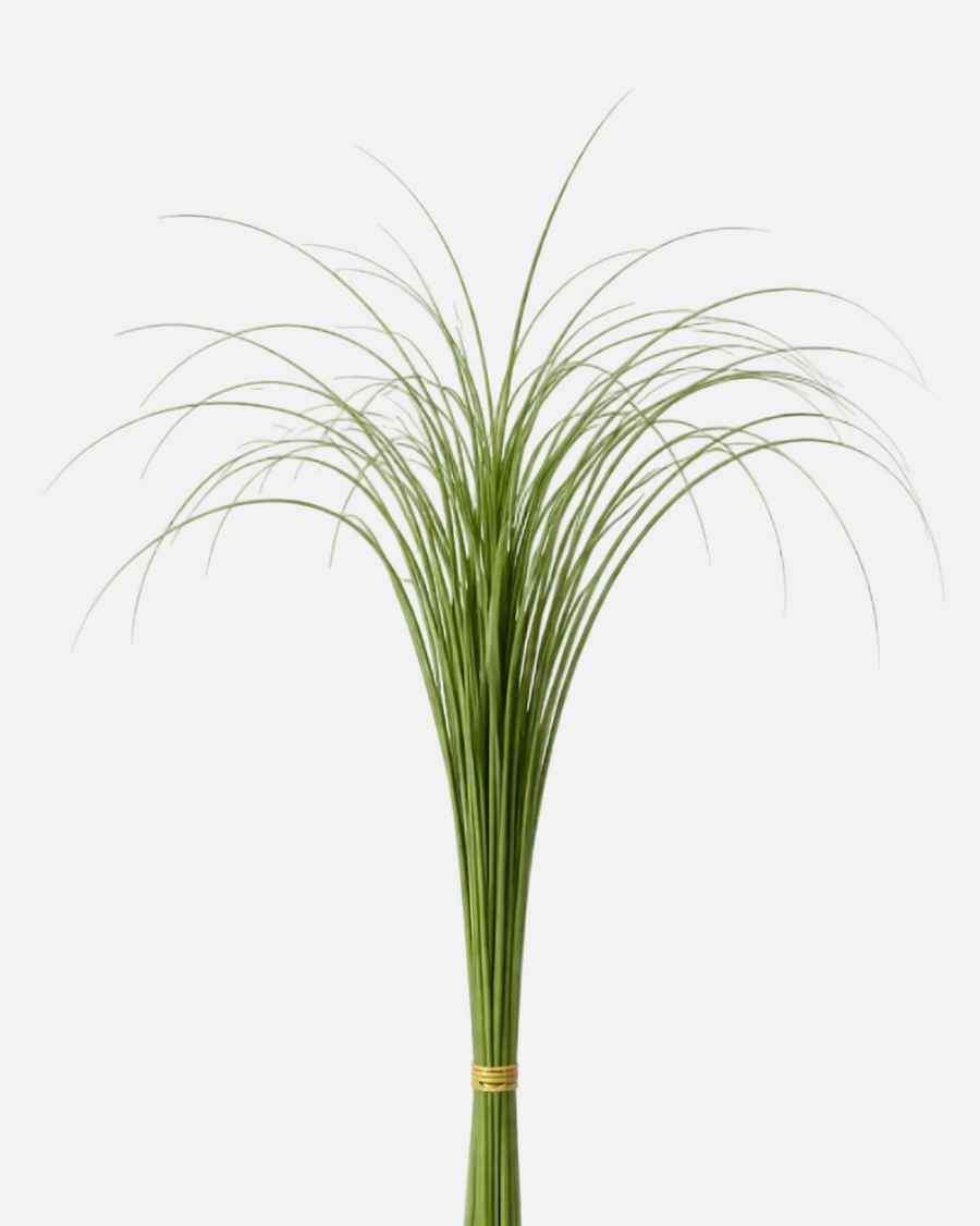 Xerophyllum tenax