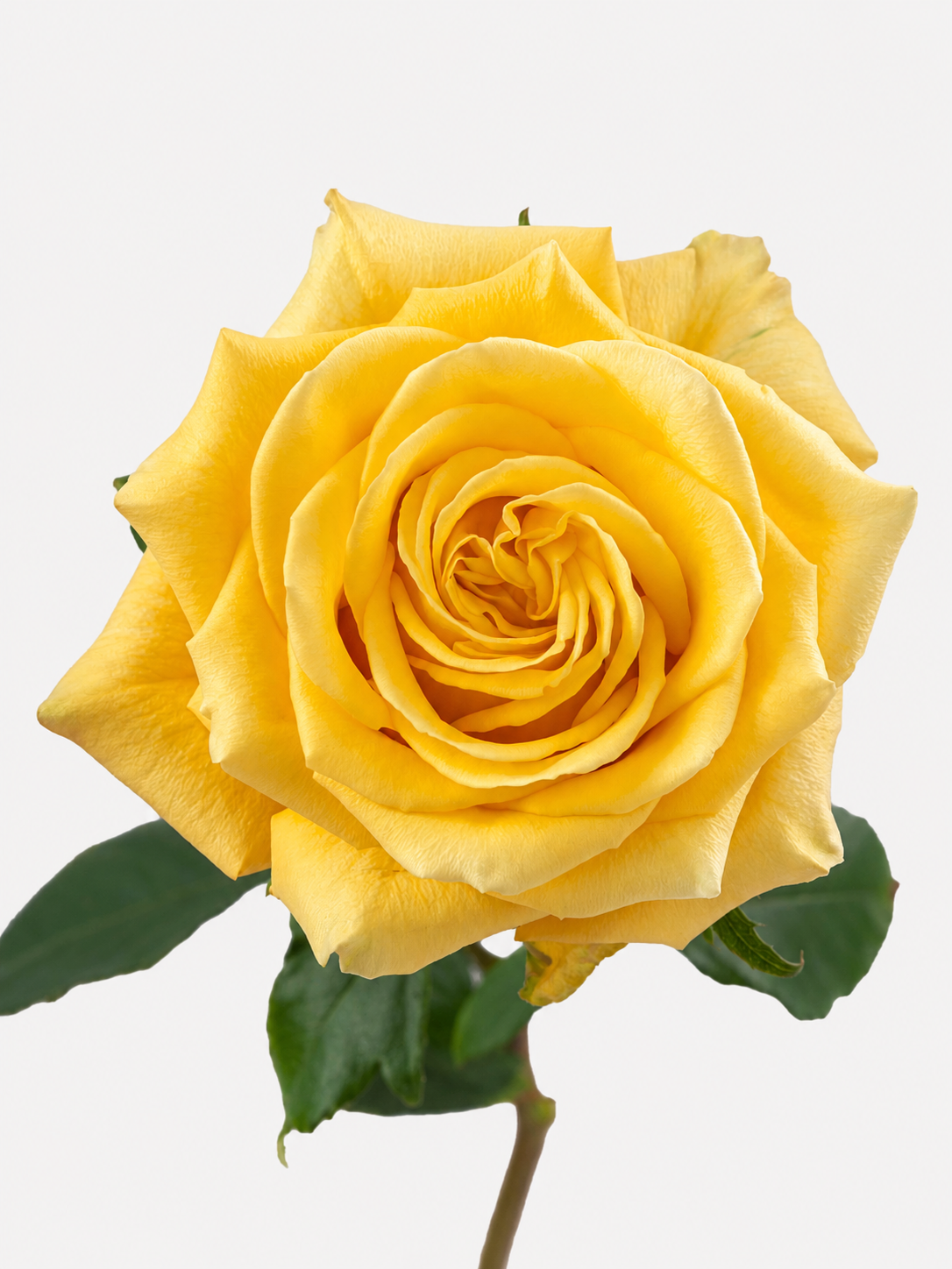 Bikini Roses Amarillo Largo