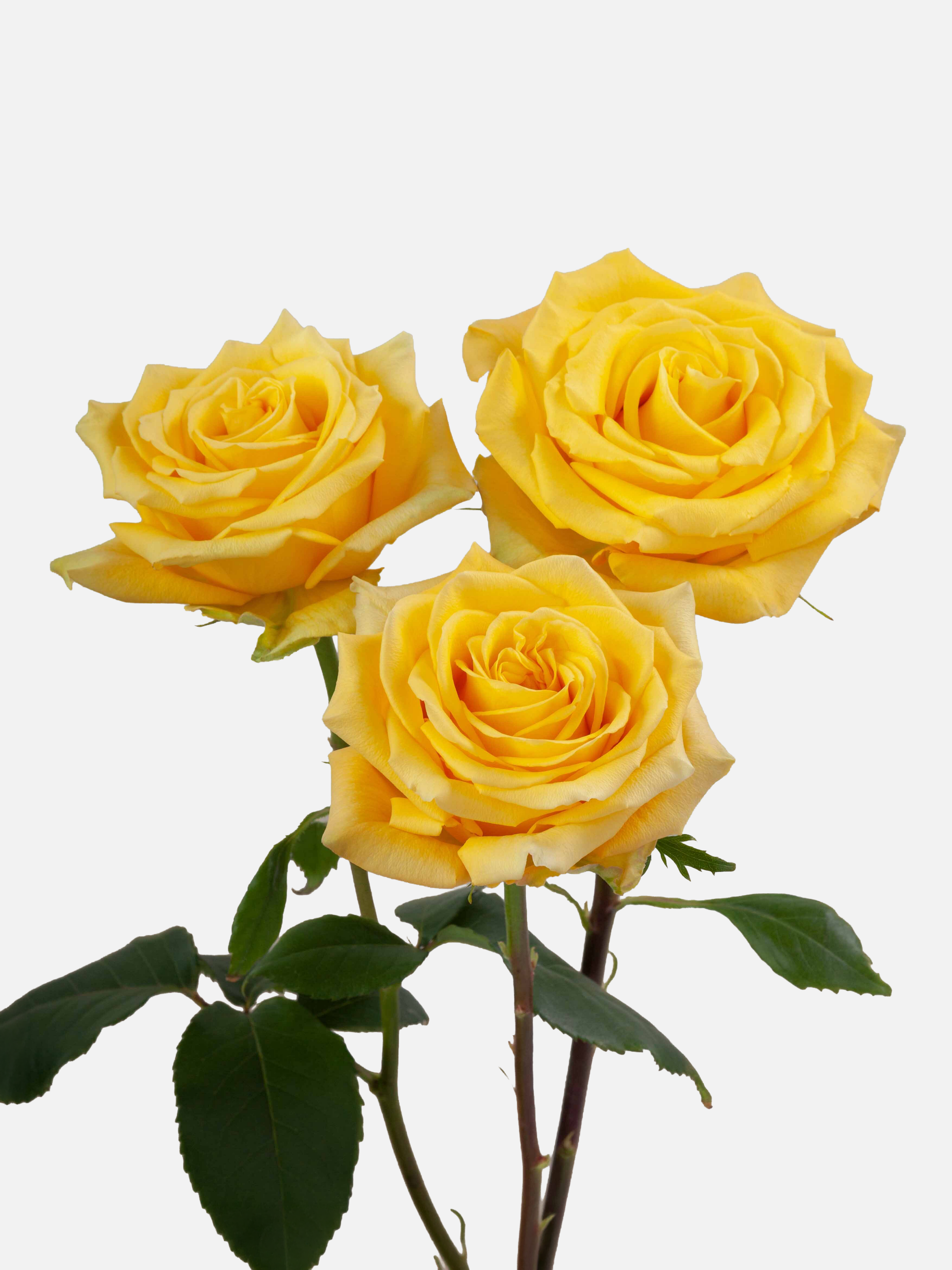 Bikini Roses Amarillo Largo