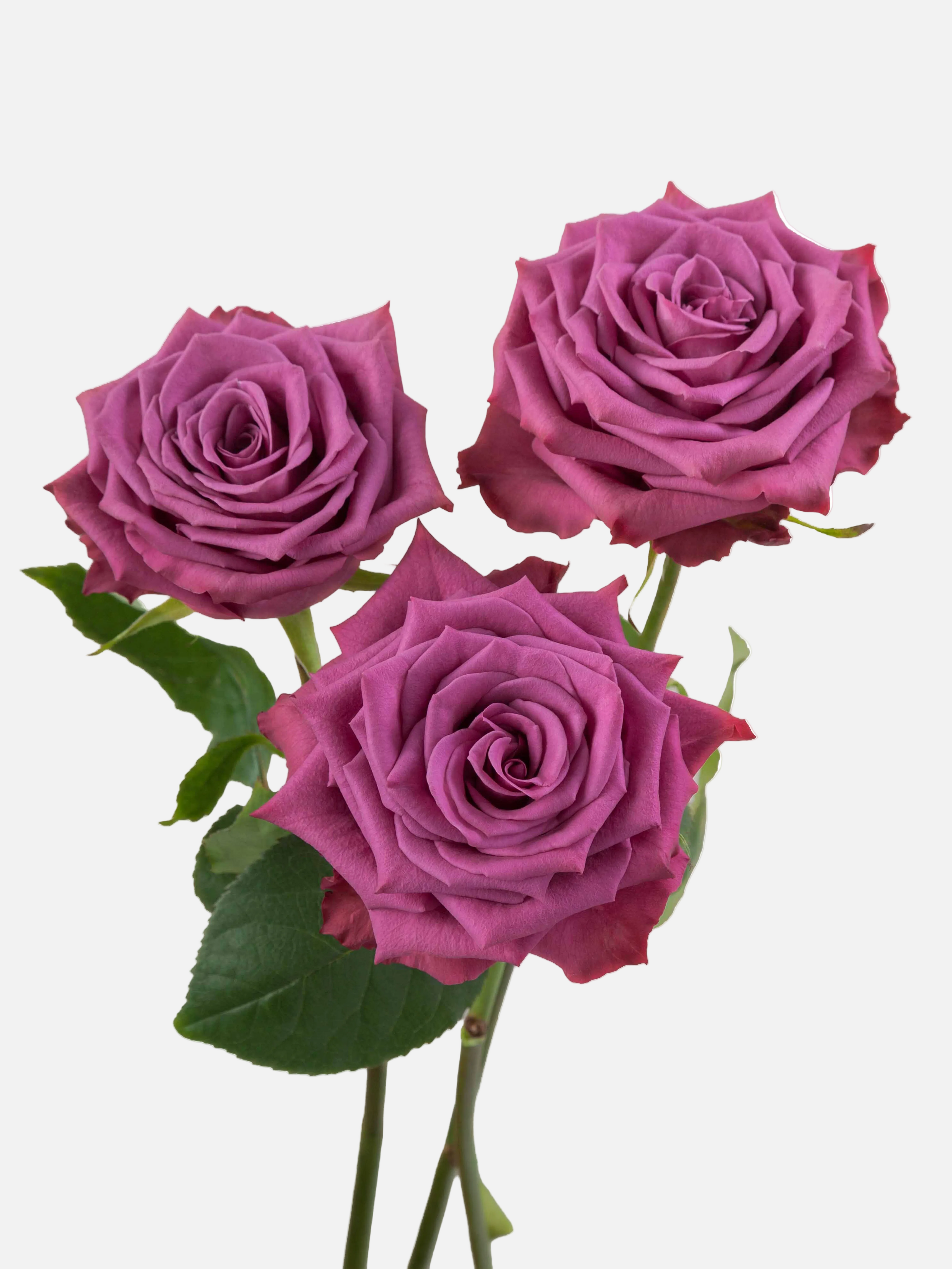 Arándano Rosas Lavanda Largo