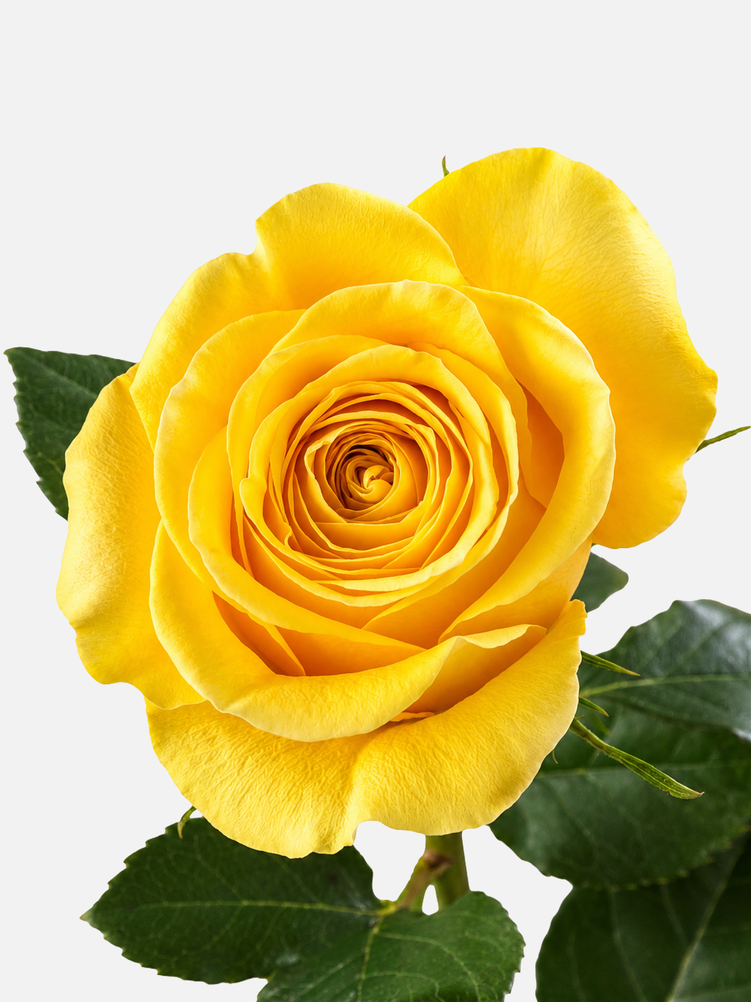 Brighton Rosas Amarillas Corto