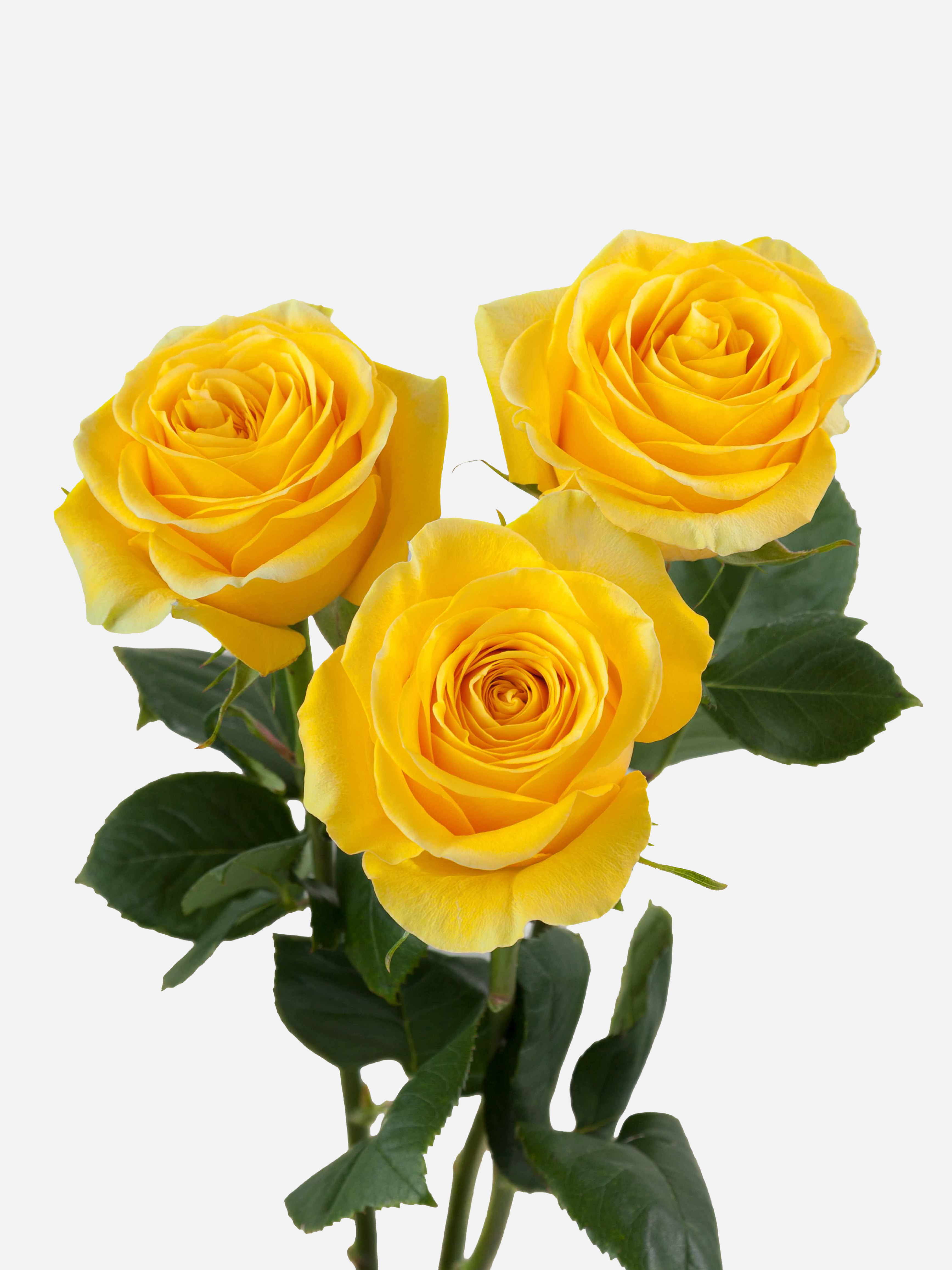 Brighton Rosas Amarillas Corto