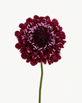 Scabiosa Burgundy