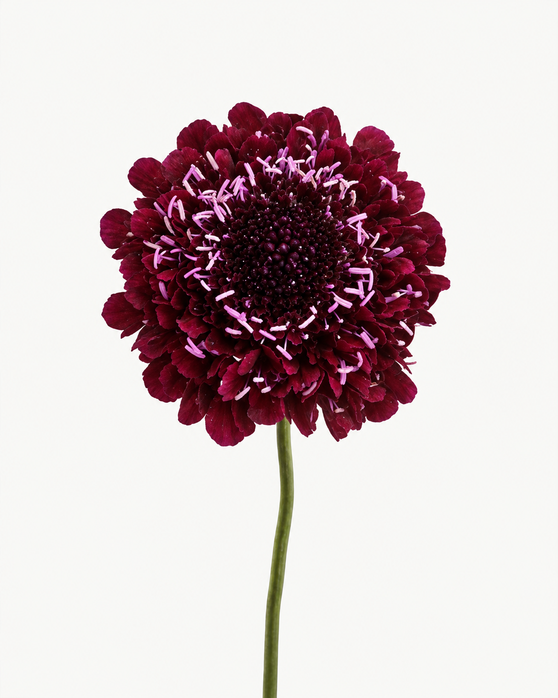 Scabiosa Burgundy