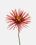 Spider Mums bronze