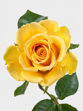 Butterscotch Roses Short