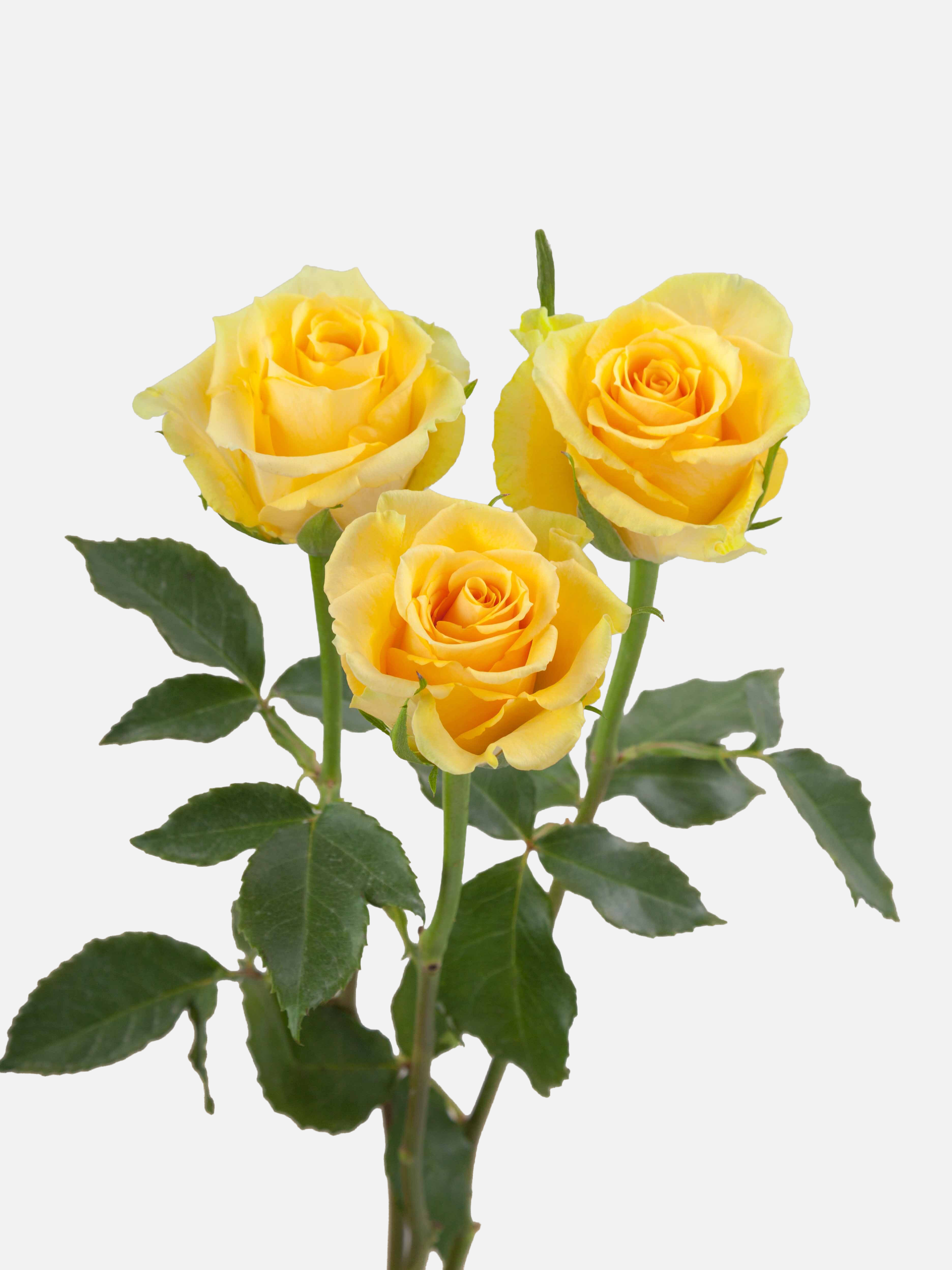 Butterscotch Roses Short