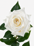 Candle Light Roses Short