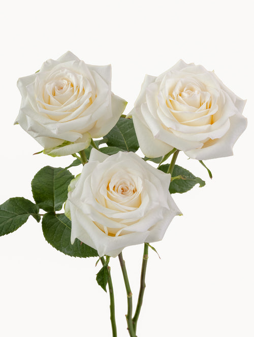 Candle Light Roses Short
