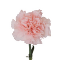 Carnations Pink