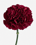 Carnations Burgundy