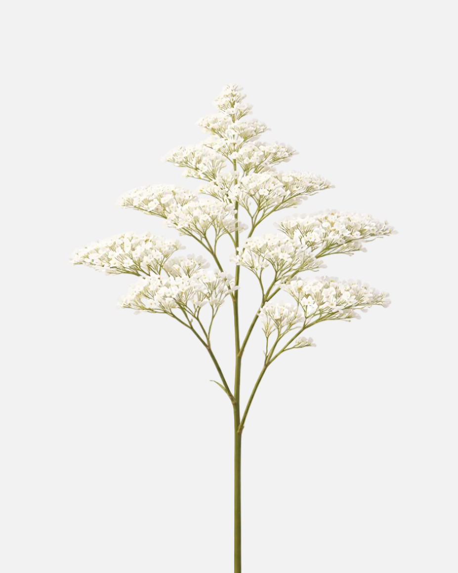 Caspia White
