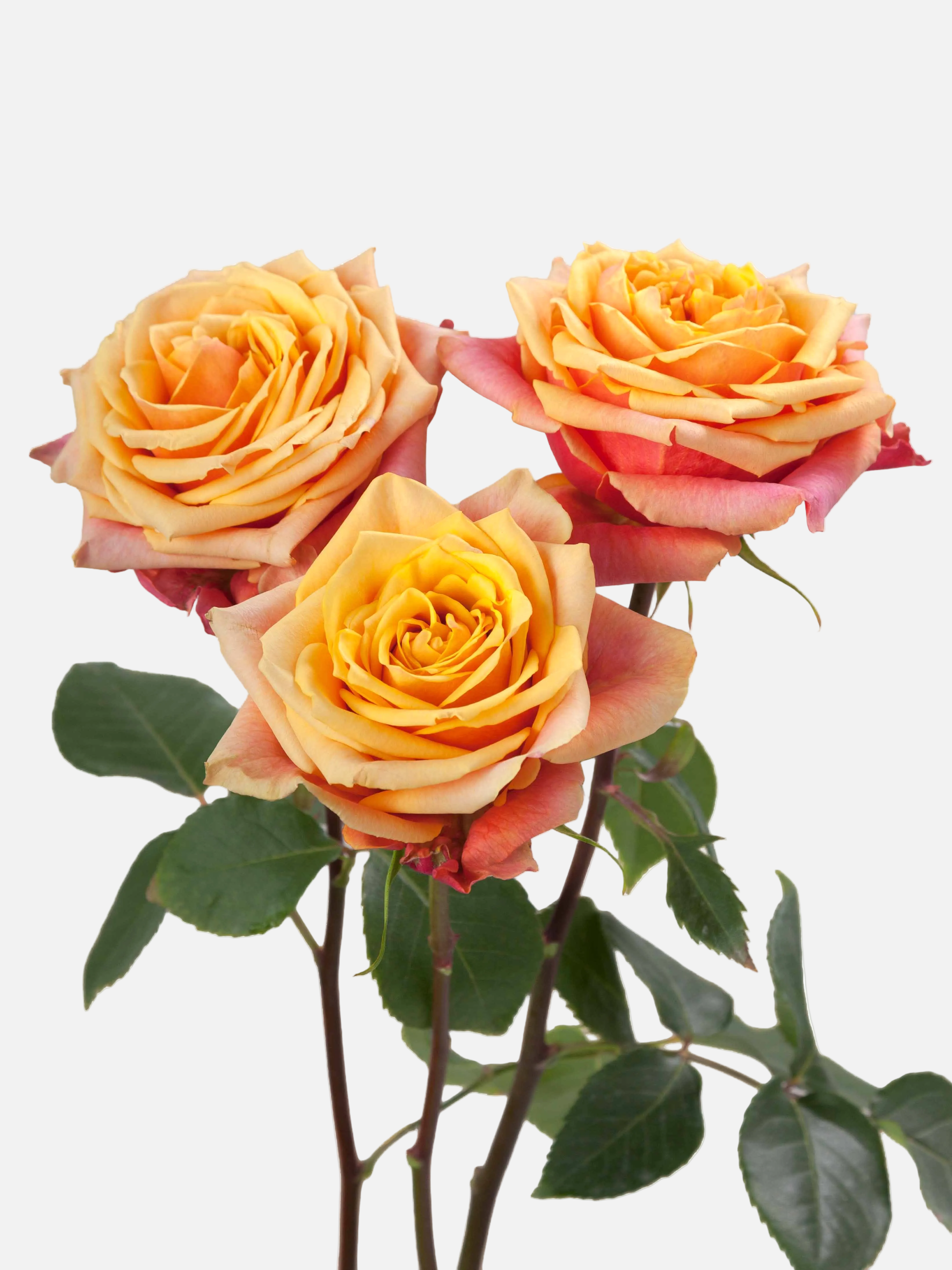 Cherry Brandy Roses Long