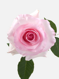 Christa Roses Pink Long
