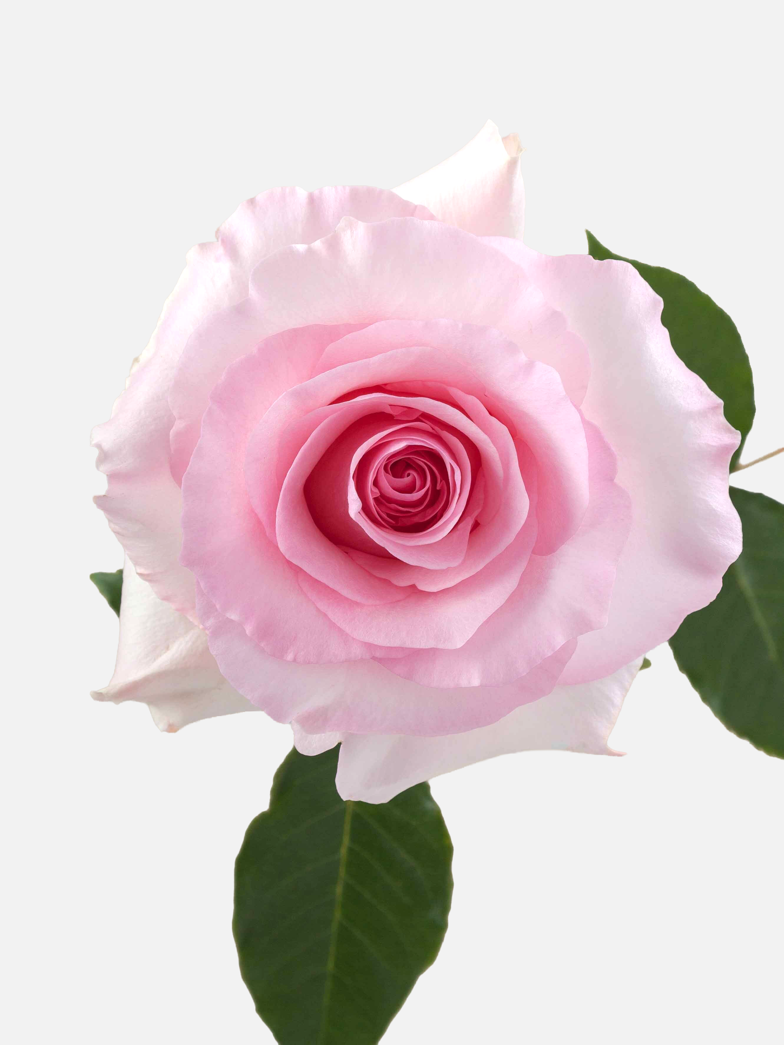 Christa Roses Pink Long
