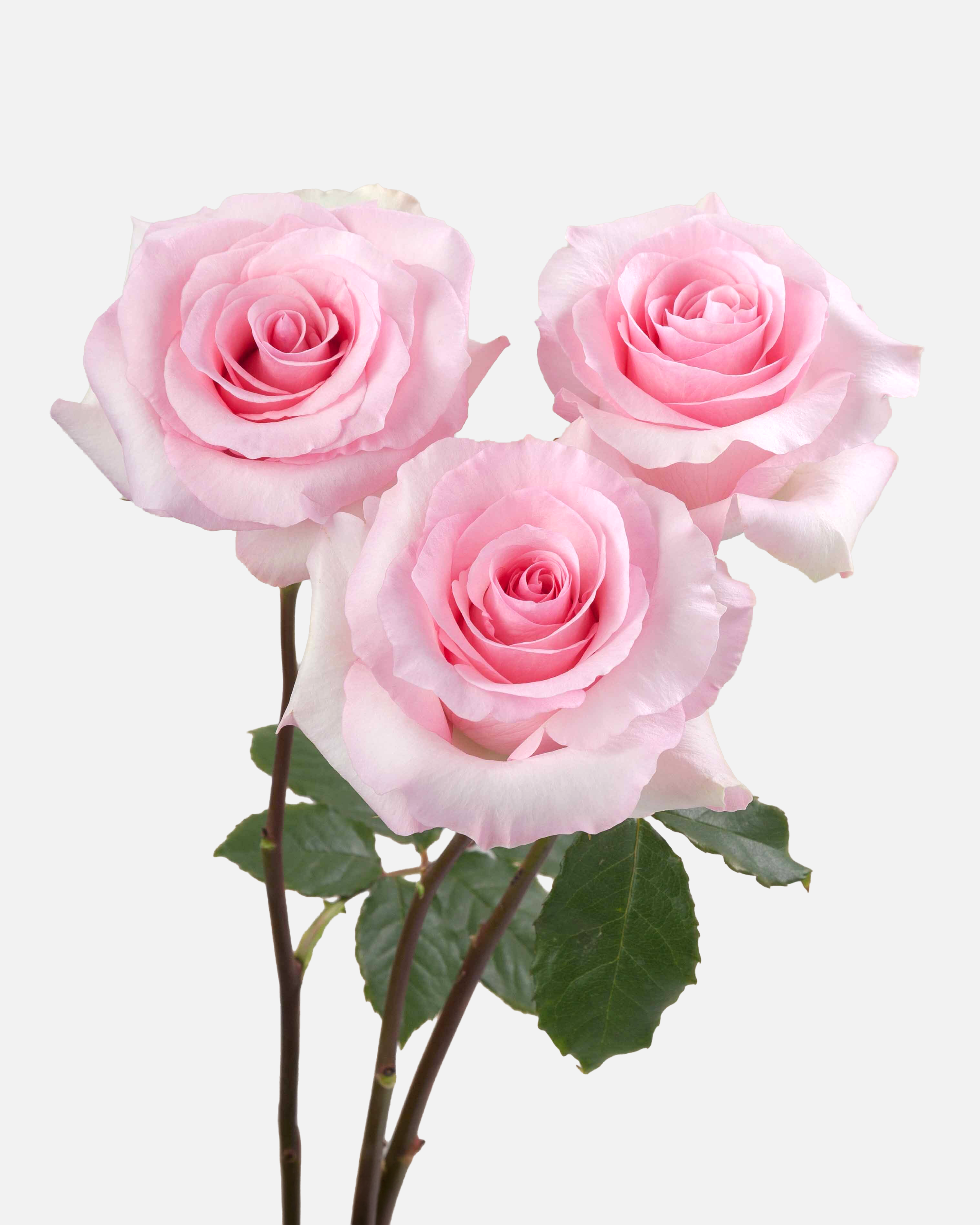 Christa Roses Pink Long