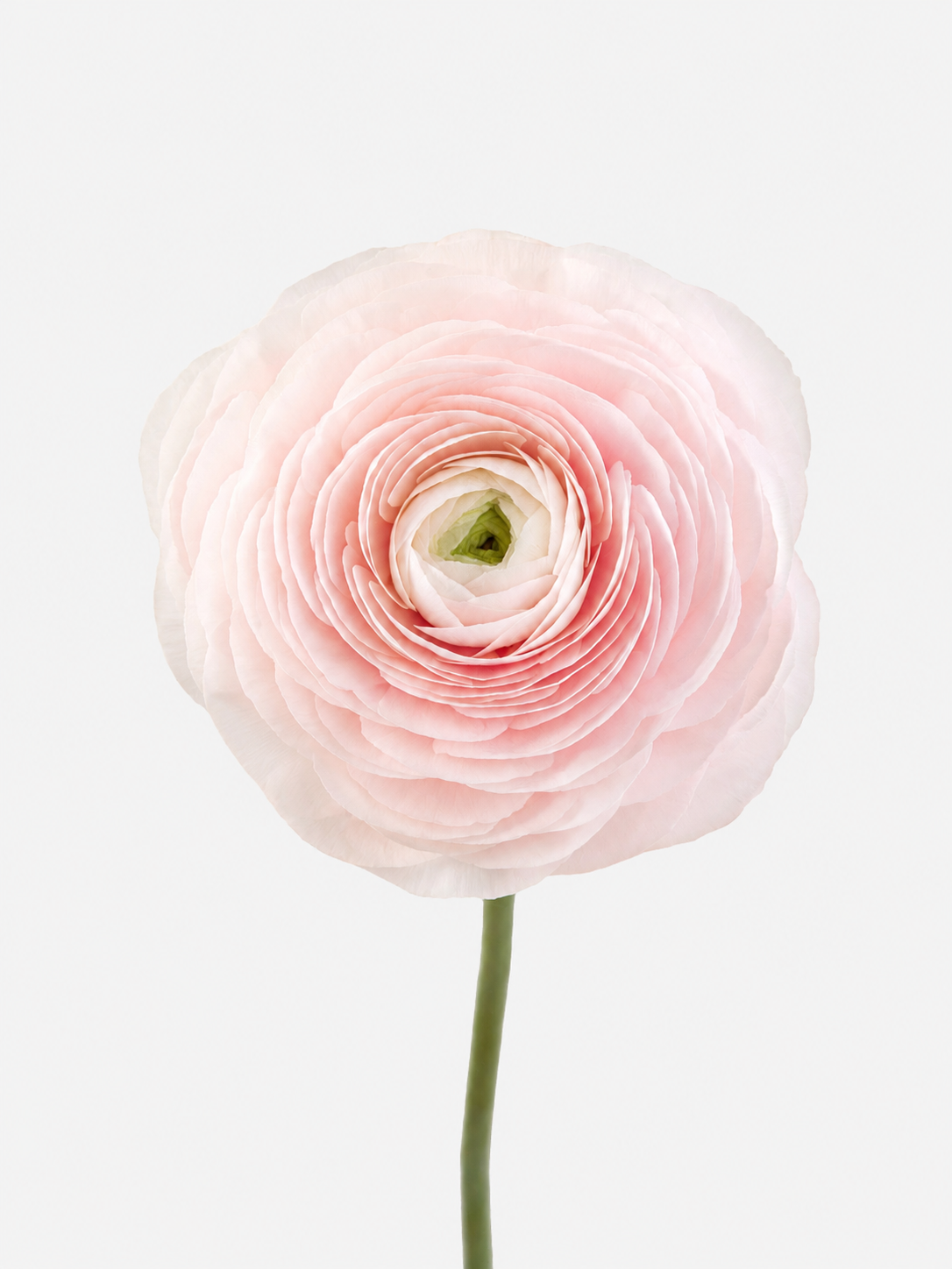 Ranunculus Pink Cloni Hanoi