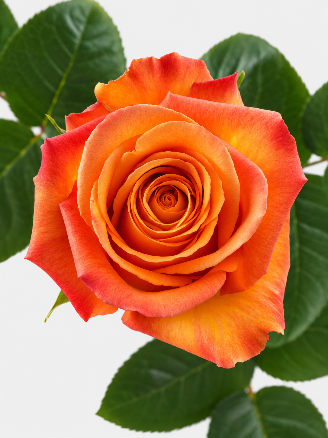 Confidencial Rosas Naranja Larga