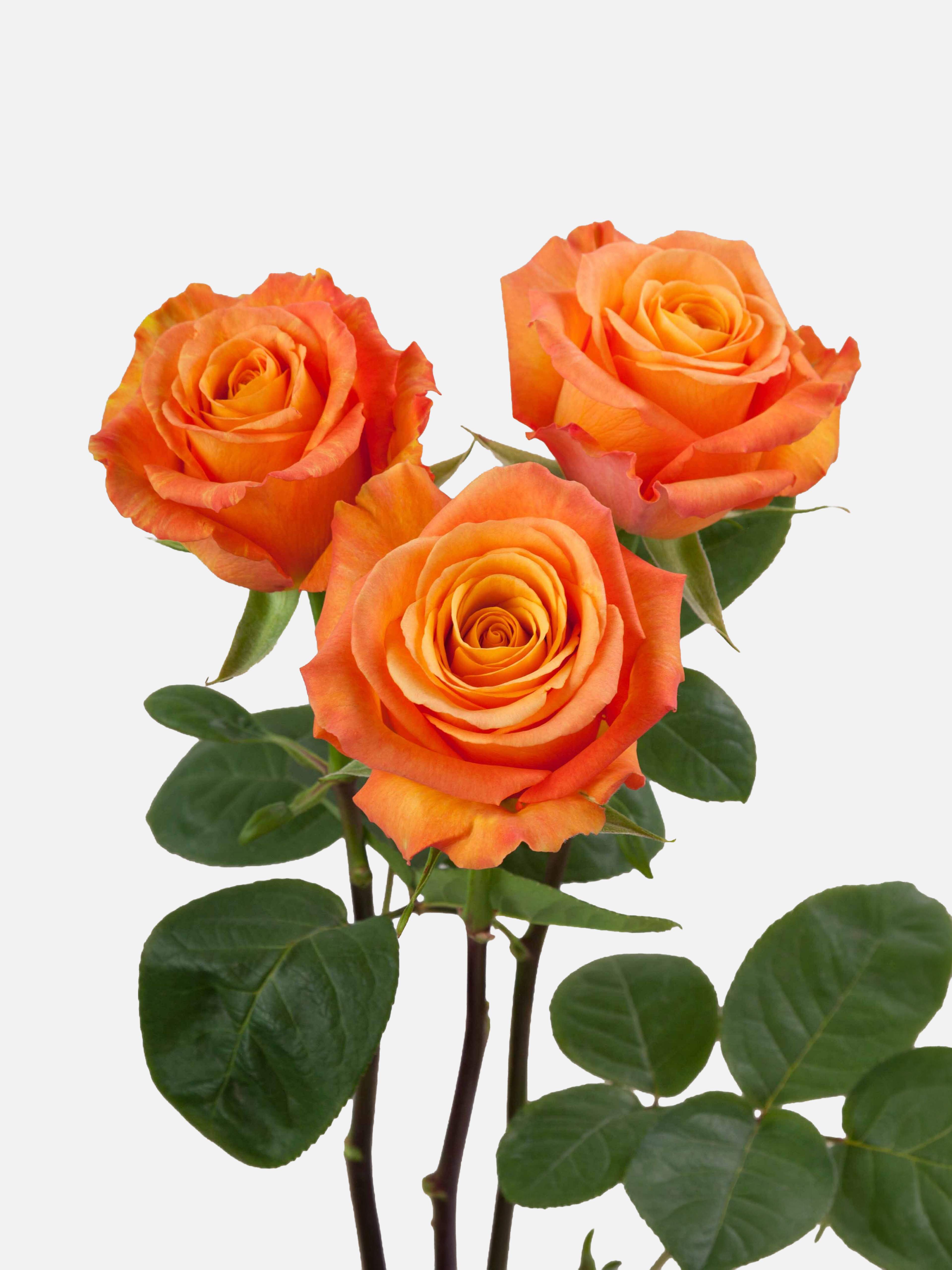 Confidencial Rosas Naranja Larga