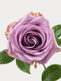 Rosas de agua fresca Lavanda Corta