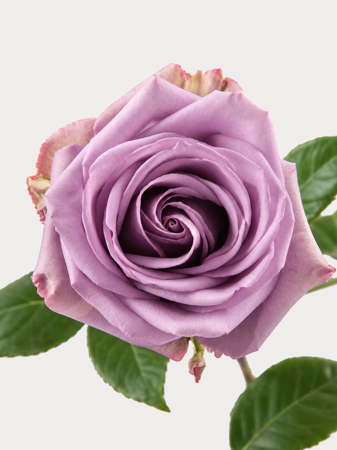 Rosas de agua fresca Lavanda Corta